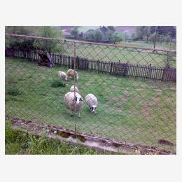 12-Ovce-u-Konatici.jpg