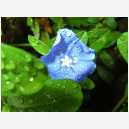 Blue_Flower_1600.jpg