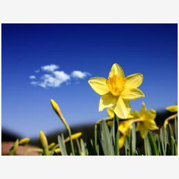 Daffodil_Days_1600.jpg