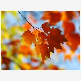 Fall_Maple_1600.jpg
