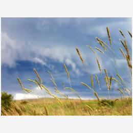 Grass_Rainstorm_1600.jpg