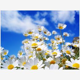 Spring_Daisys_1600.jpg