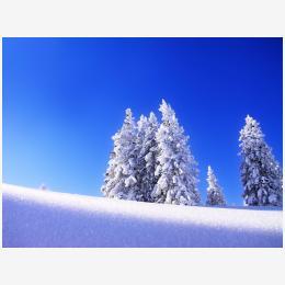 Winter_Tree_1600.jpg