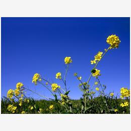 Yellow_And_Blue_1600.jpg