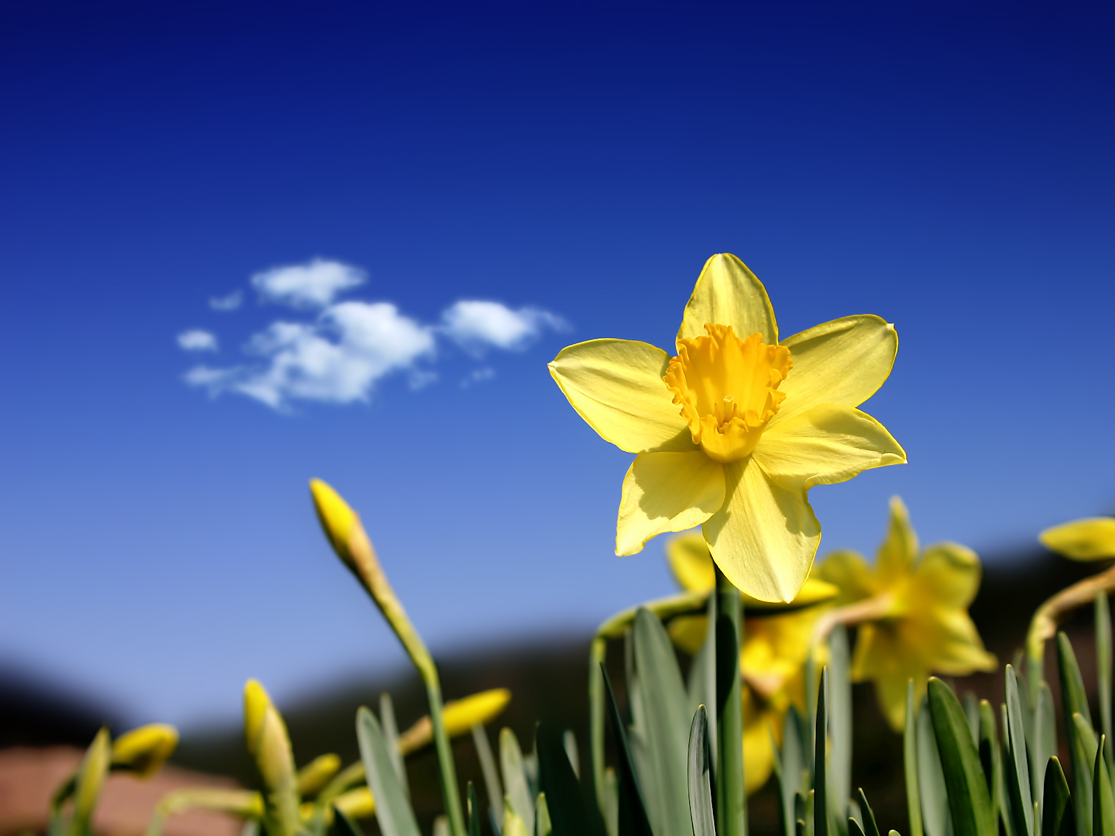 Daffodil_Days_1600.jpg