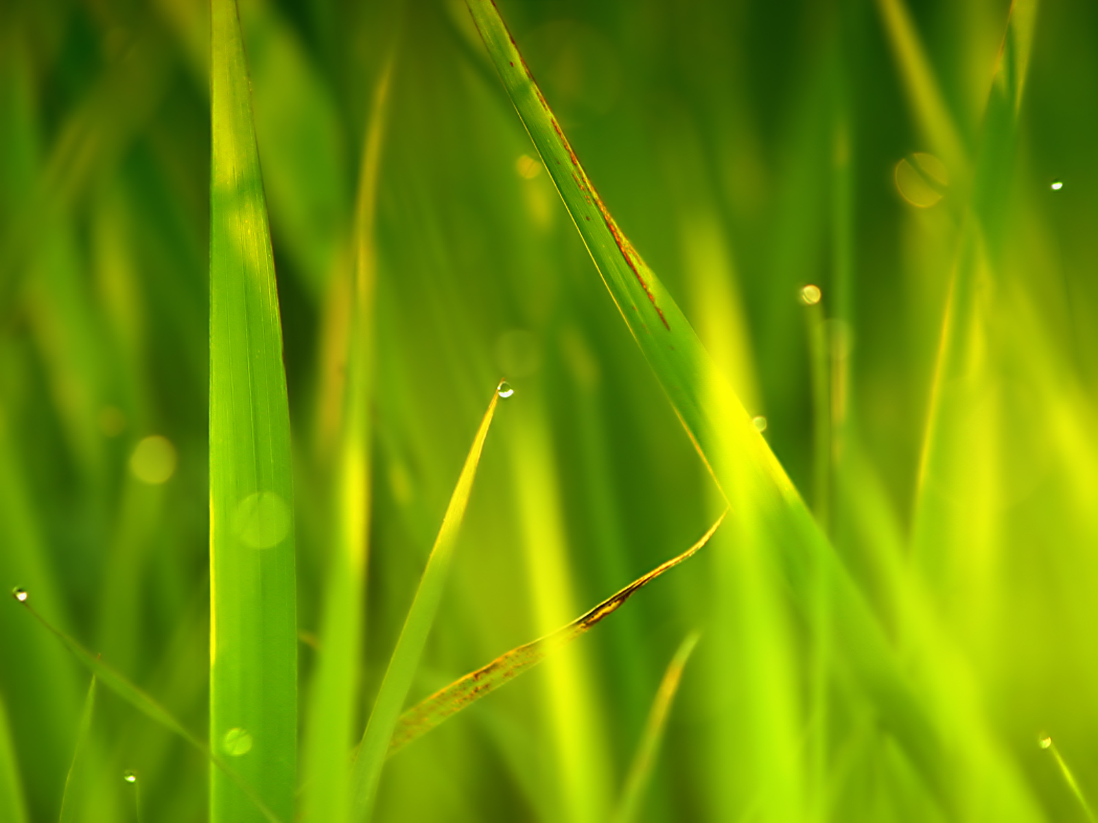 Grass_Too_1600.jpg