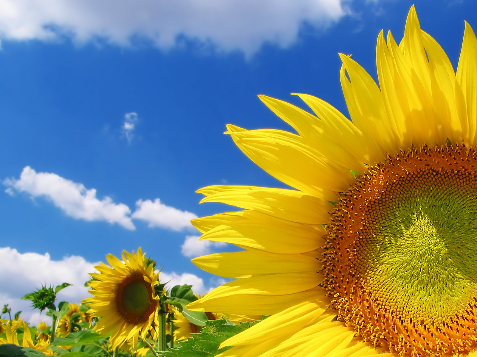 Sunflower_1600.jpg